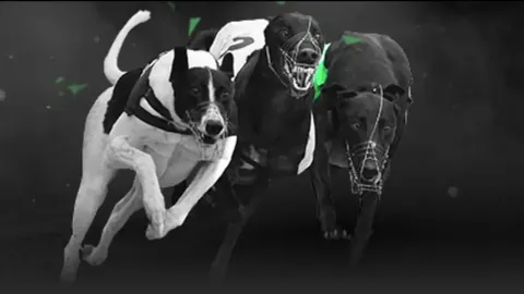 《四连冠神话再续，主场奇缘能否破解历史魔咒？》